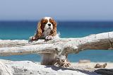 CAVALIER KING CHARLES 110